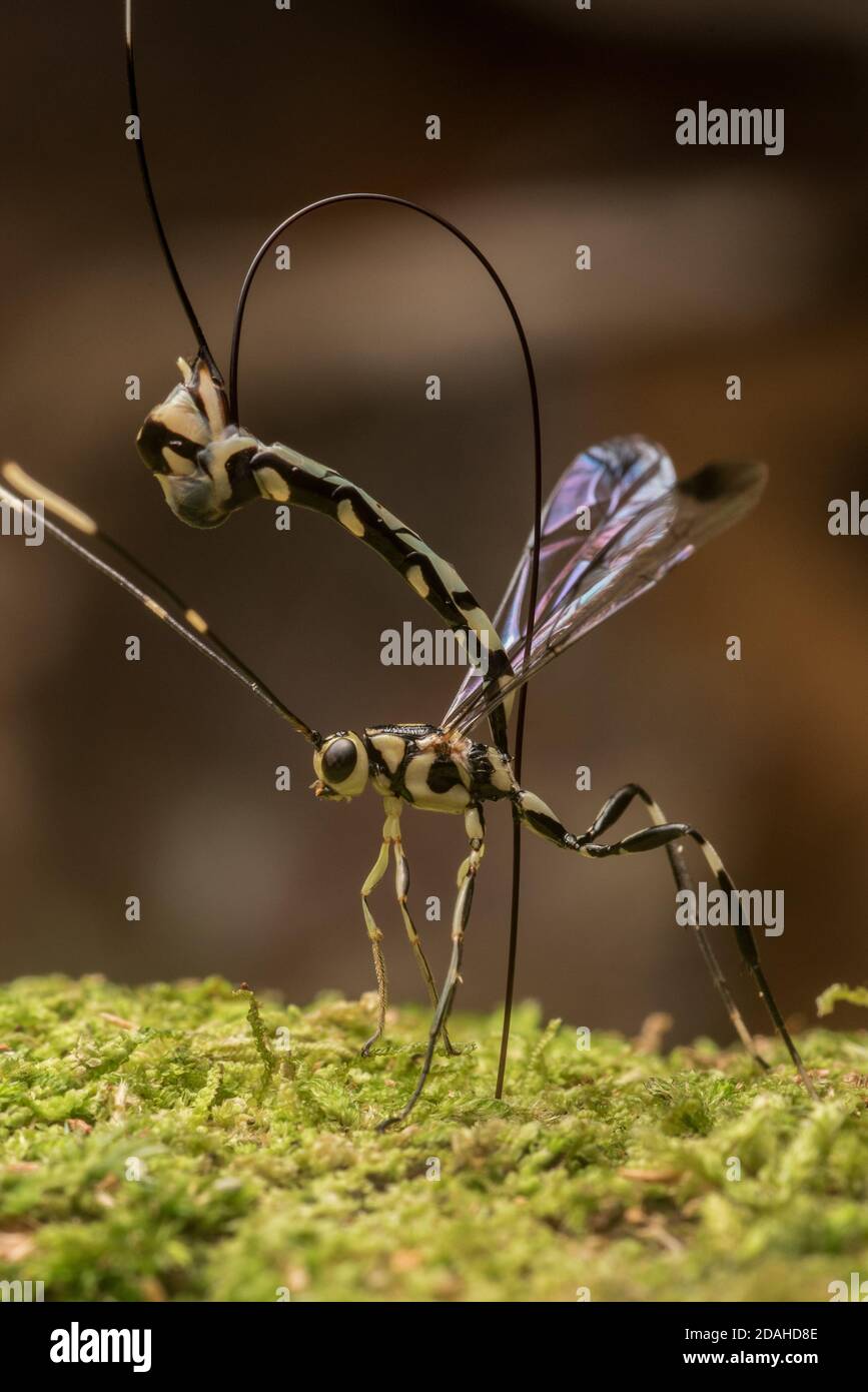 Una vespa di ichneumon dal Perù, che si annoia in un ceppo che tenta di deporre le uova in una larve di coleotteri all'interno del legno. Foto Stock