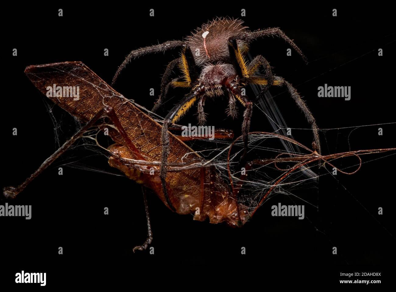 Un ragno orbweaver avvolge un katydid in seta prima di nutrirlo. Foto Stock