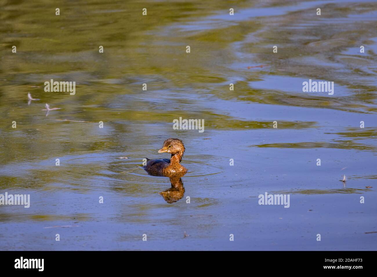 Vista soleggiata di un uccello grebe che nuota in uno stagno a Las Vegas, Nevada Foto Stock