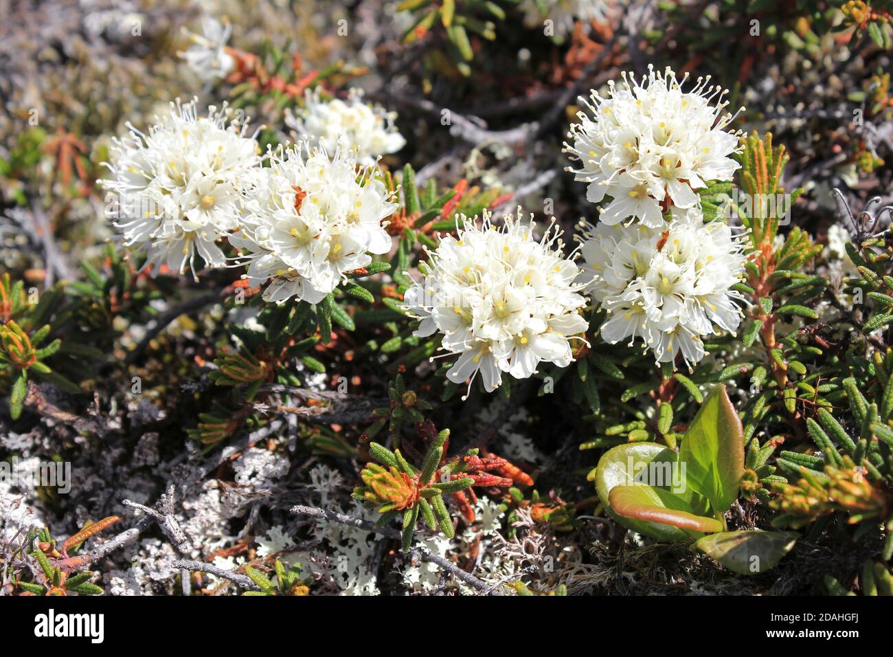 Bog Labrador tè Rhododendron groenlandicum Foto Stock