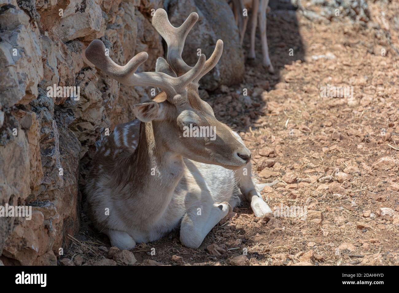 Fauna selvatica. Il cervo si trova vicino ad un muro di pietra. Fotografia di scorta Foto Stock