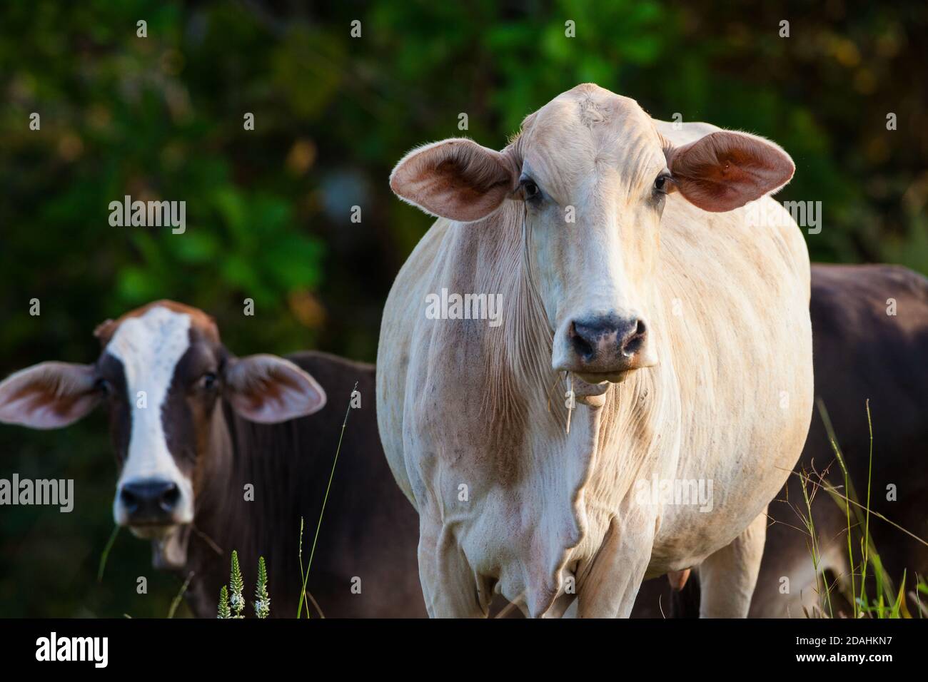 Bestiame fuori nei campi vicino Mariato nella provincia di Veraguas, Repubblica di Panama. Foto Stock