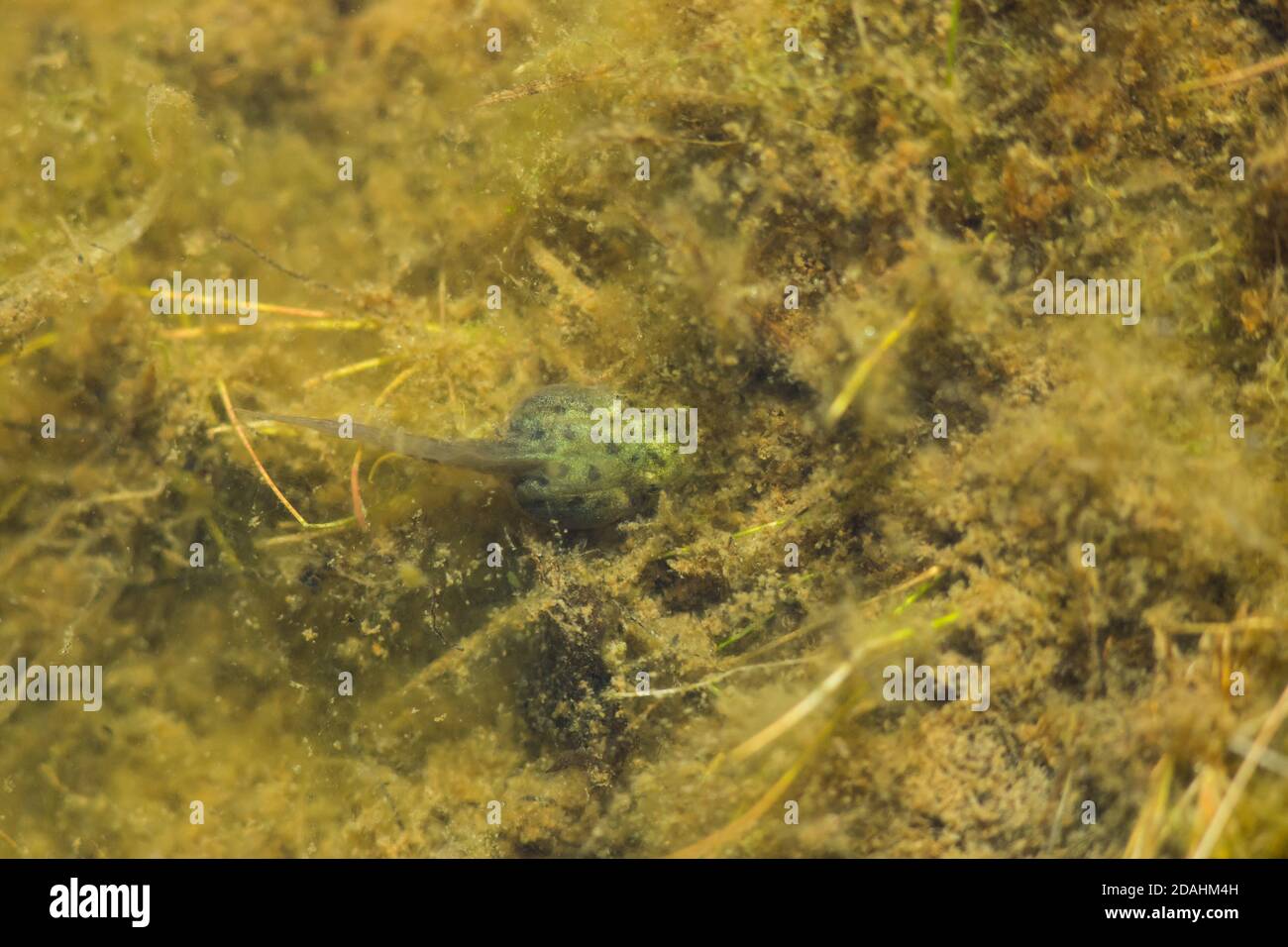 Tadpole di rana commestibile (Pelophylax esculentus) Foto Stock