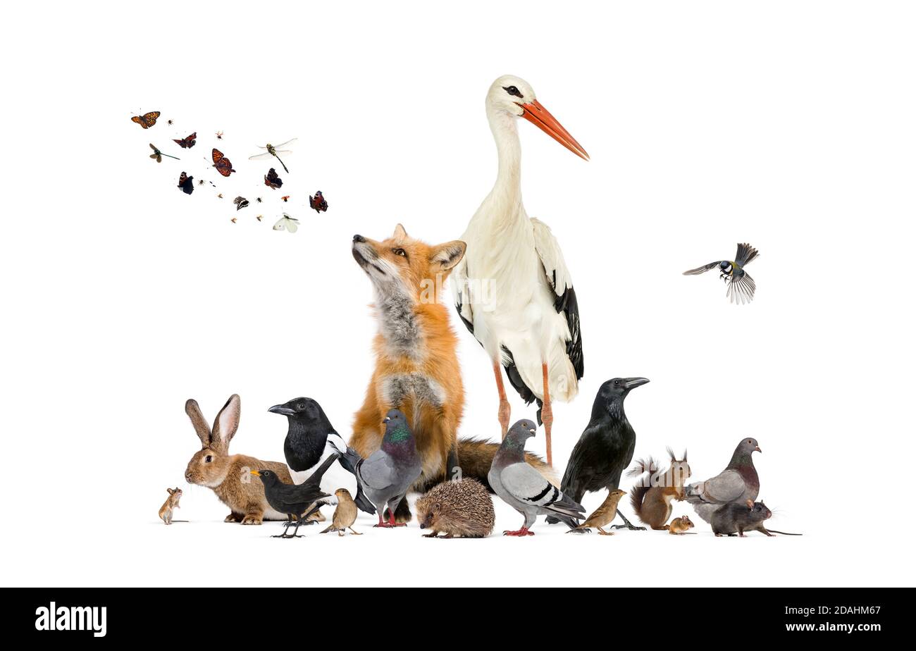Gruppo di molti animali provenienti dal parco faunistico europeo e giardino, volpe rossa, cicogna Foto Stock