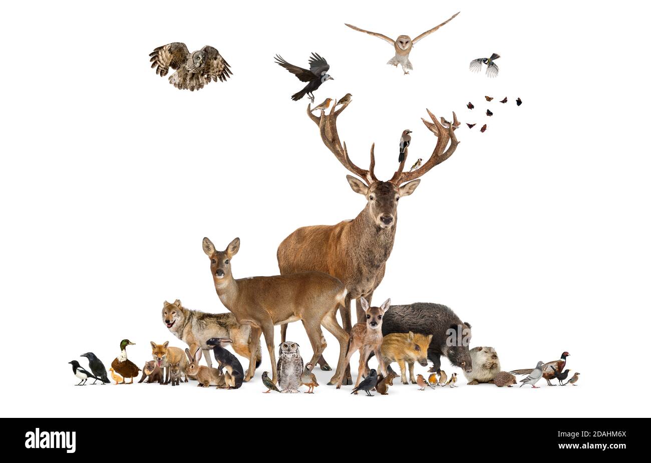 Gruppo numeroso di vari animali della fauna europea, cervi rossi, volpi rosse, uccelli, roditori, isolato Foto Stock