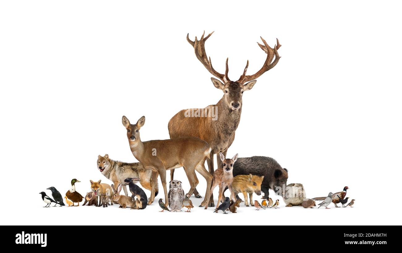 Gran gruppo di molti animali europei, animali, cervi rossi, volpe rosse, uccelli, roditore, isolato Foto Stock