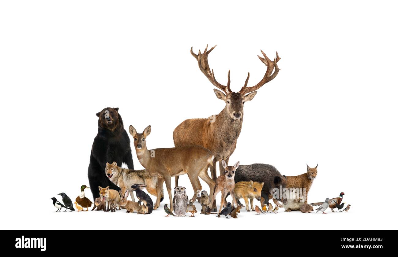 Gran gruppo di molti animali europei, animali, orsi, lince, cervi rossi, volpe rossa, uccello, roditore, isolato Foto Stock