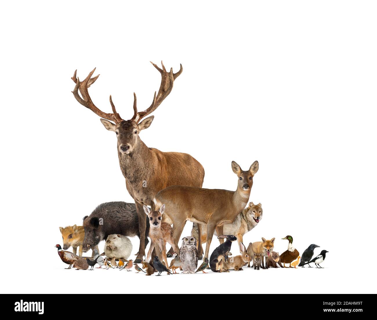Grande gruppo di fauna europea, cervi rossi, volpi rosse, uccelli, roditori, cinghiale, isolato Foto Stock