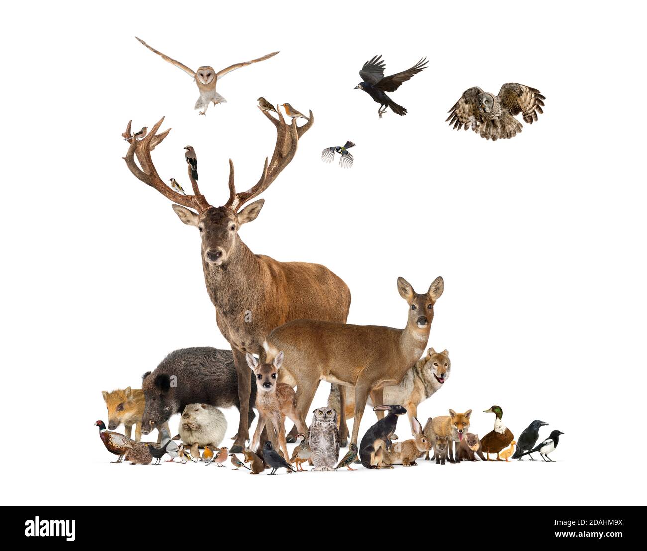 Gran gruppo di fauna europea, cervi rossi, volpi rosse, uccelli, roditori, cinghiale, isolato Foto Stock