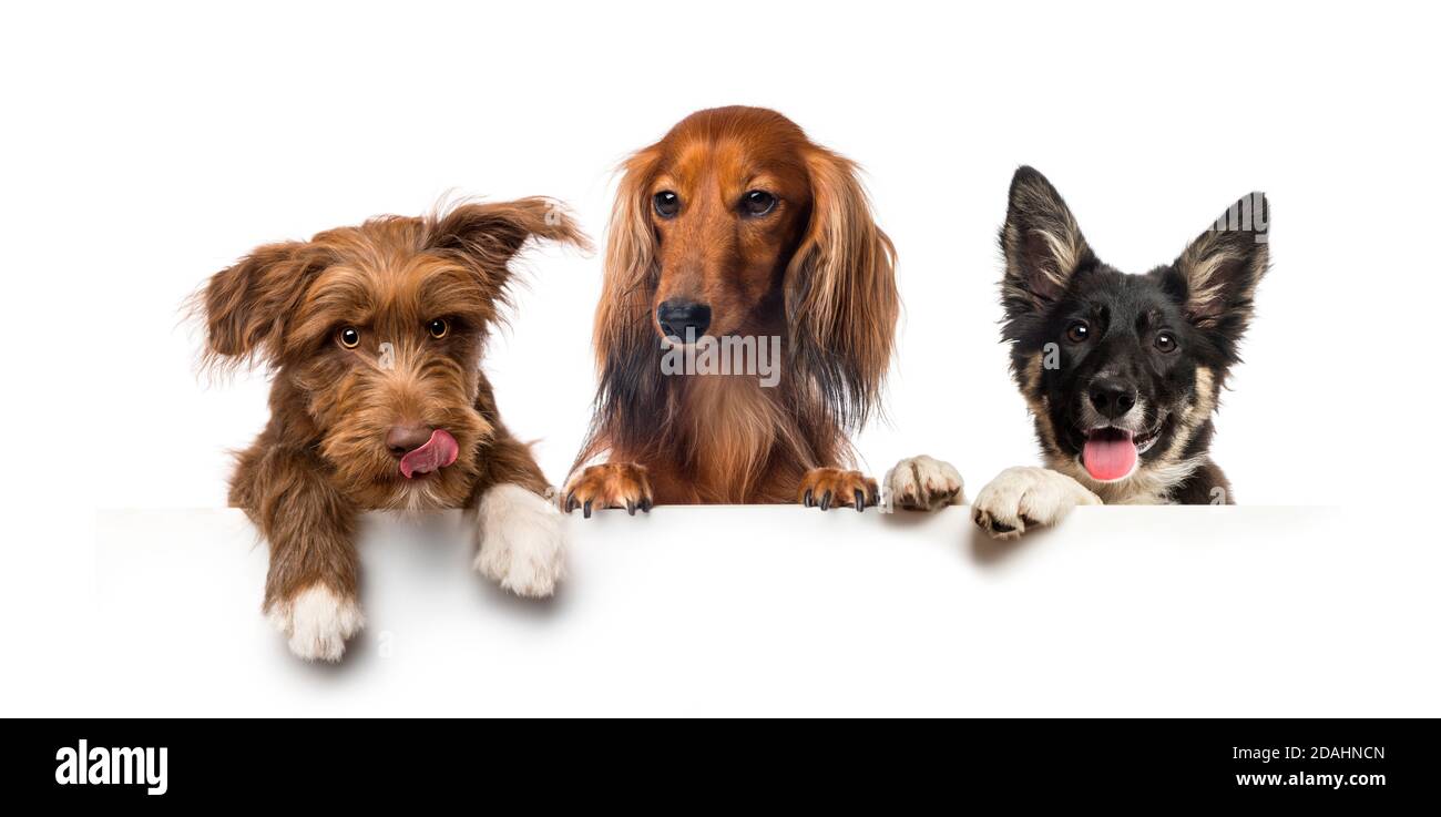 Gruppo di cani, animali domestici, appoggiati su una lavagna bianca vuota Foto Stock