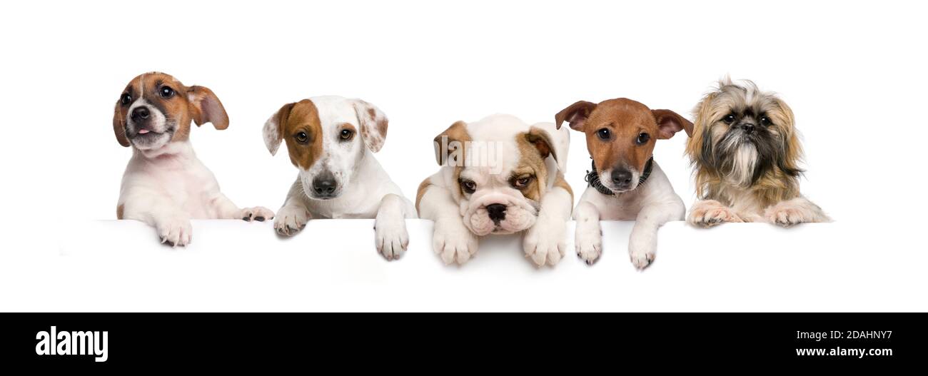 Gruppo di cani, animali domestici, appoggiati su una lavagna bianca vuota Foto Stock