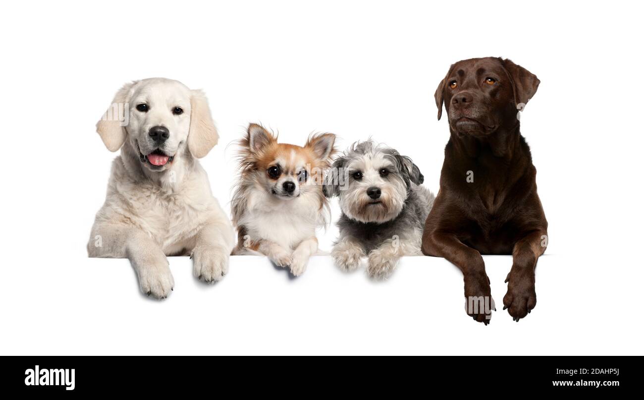 Gruppo di cani, animali domestici, appoggiati su una lavagna bianca vuota Foto Stock