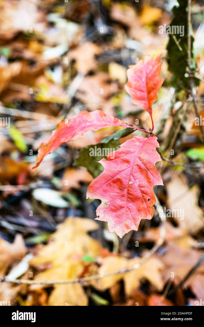germogli di quercia con foglie rosse da vicino sul prato con sfondo sfocato nella foresta il giorno d'autunno (messa a fuoco della foglia in primo piano) Foto Stock