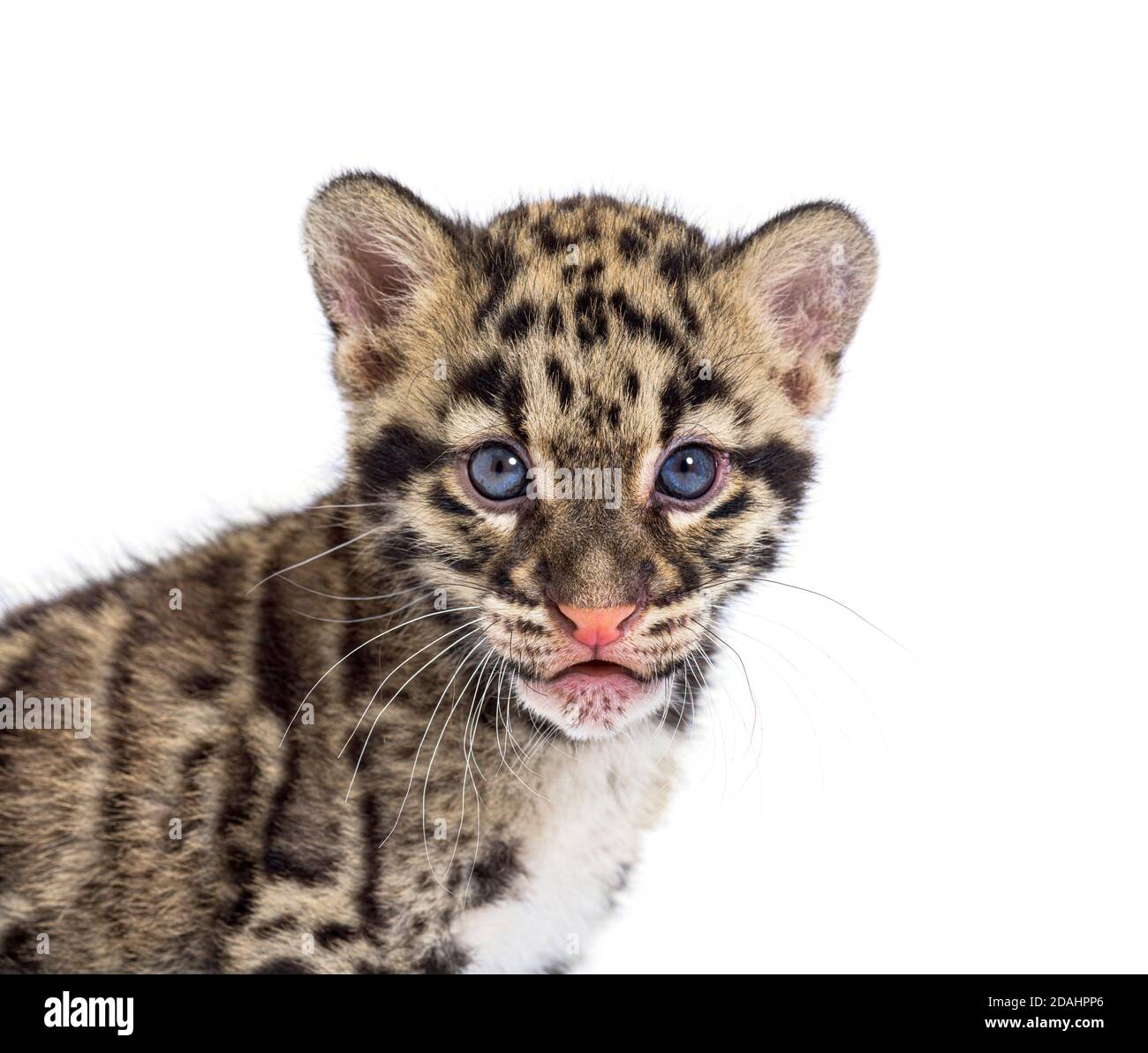Cub leopardo nuvoloso, di due mesi, Neofelis nebucosa, isolato su bianco Foto Stock