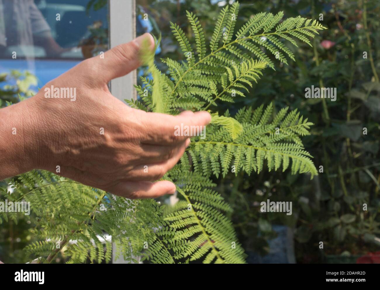 verde felce frondosa nella foresta, piante nella natura Foto Stock