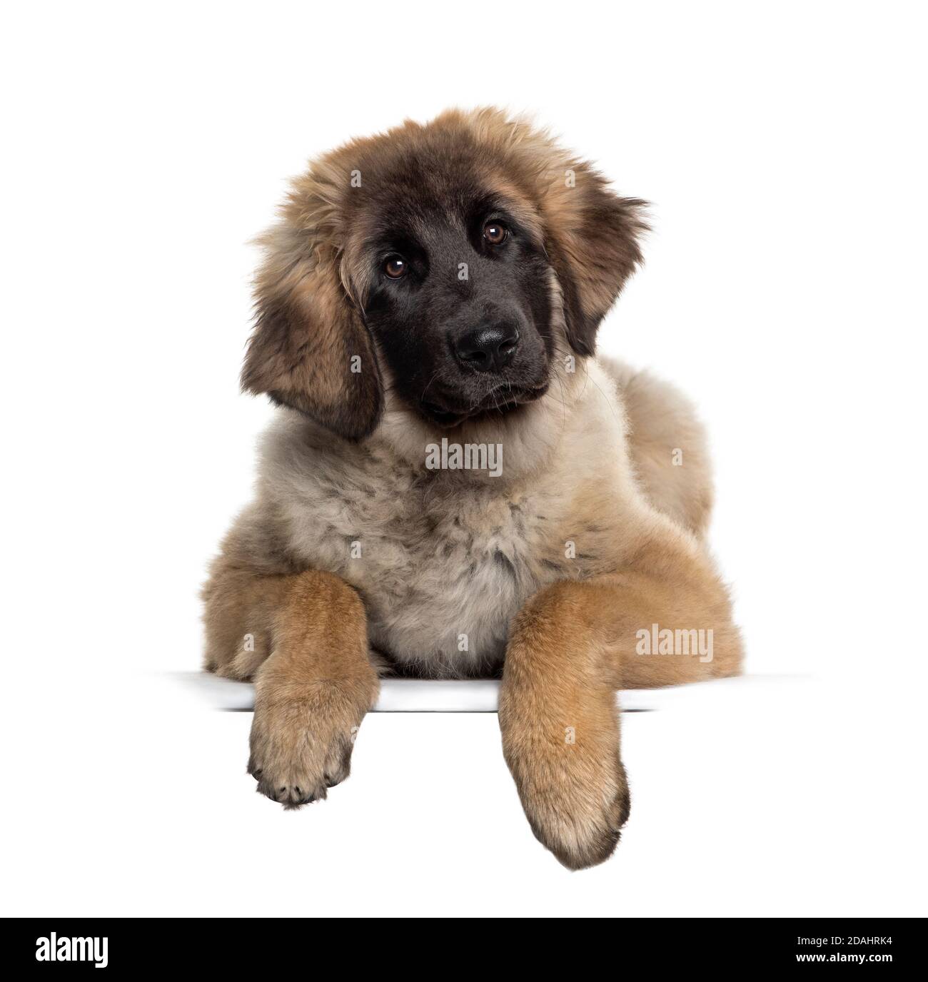 Cane Leonberg appoggiato su una lavagna bianca Foto Stock