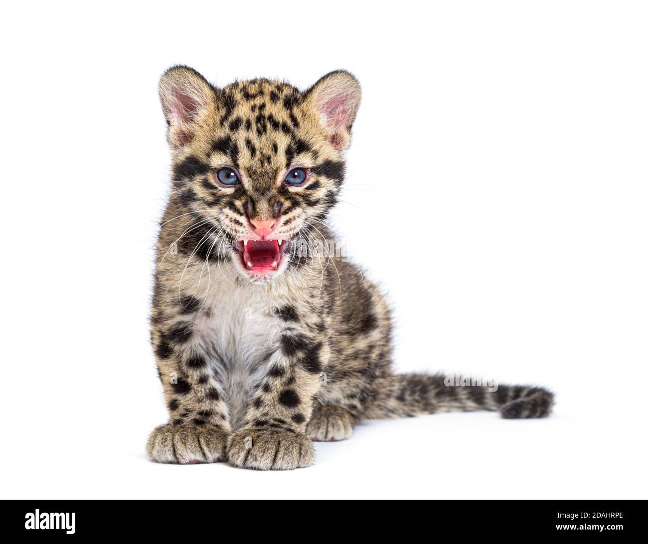 Cub leopardo nuvoloso, di due mesi, Neofelis nebucosa, isolato su bianco Foto Stock