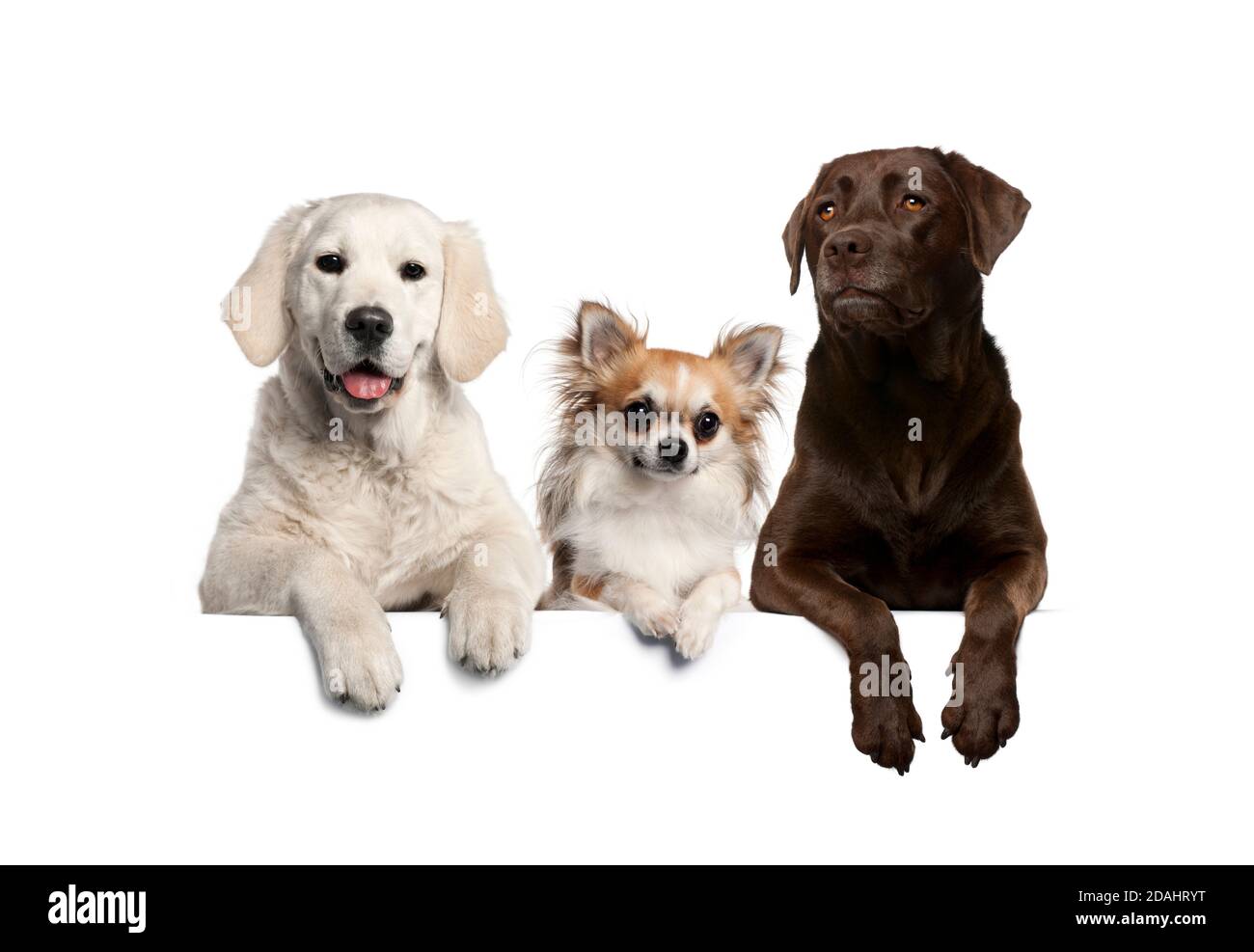 Gruppo di cani, animali domestici, appoggiati su una lavagna bianca vuota Foto Stock