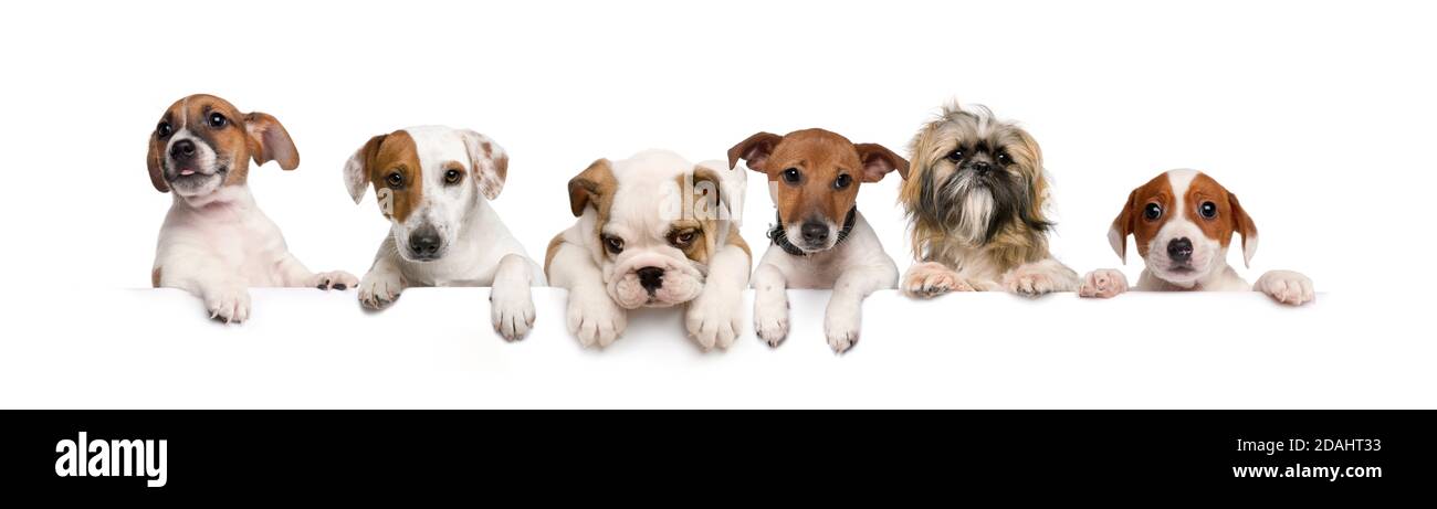 Gruppo di cani, animali domestici, appoggiati su una lavagna bianca vuota Foto Stock