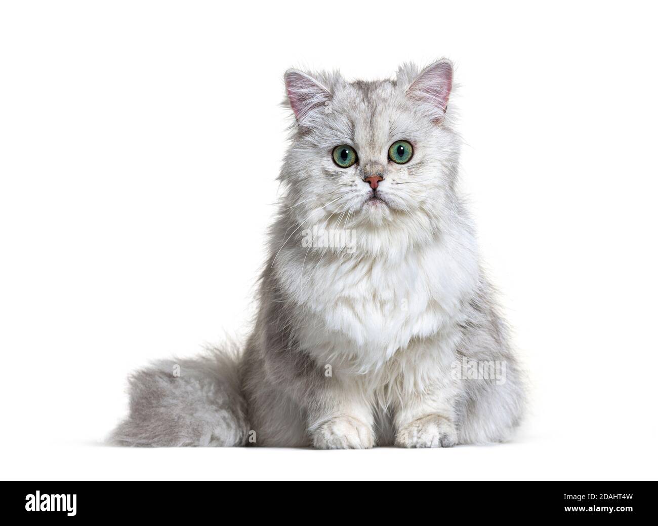 Grigio British Longhair seduta, sfondo bianco Foto Stock