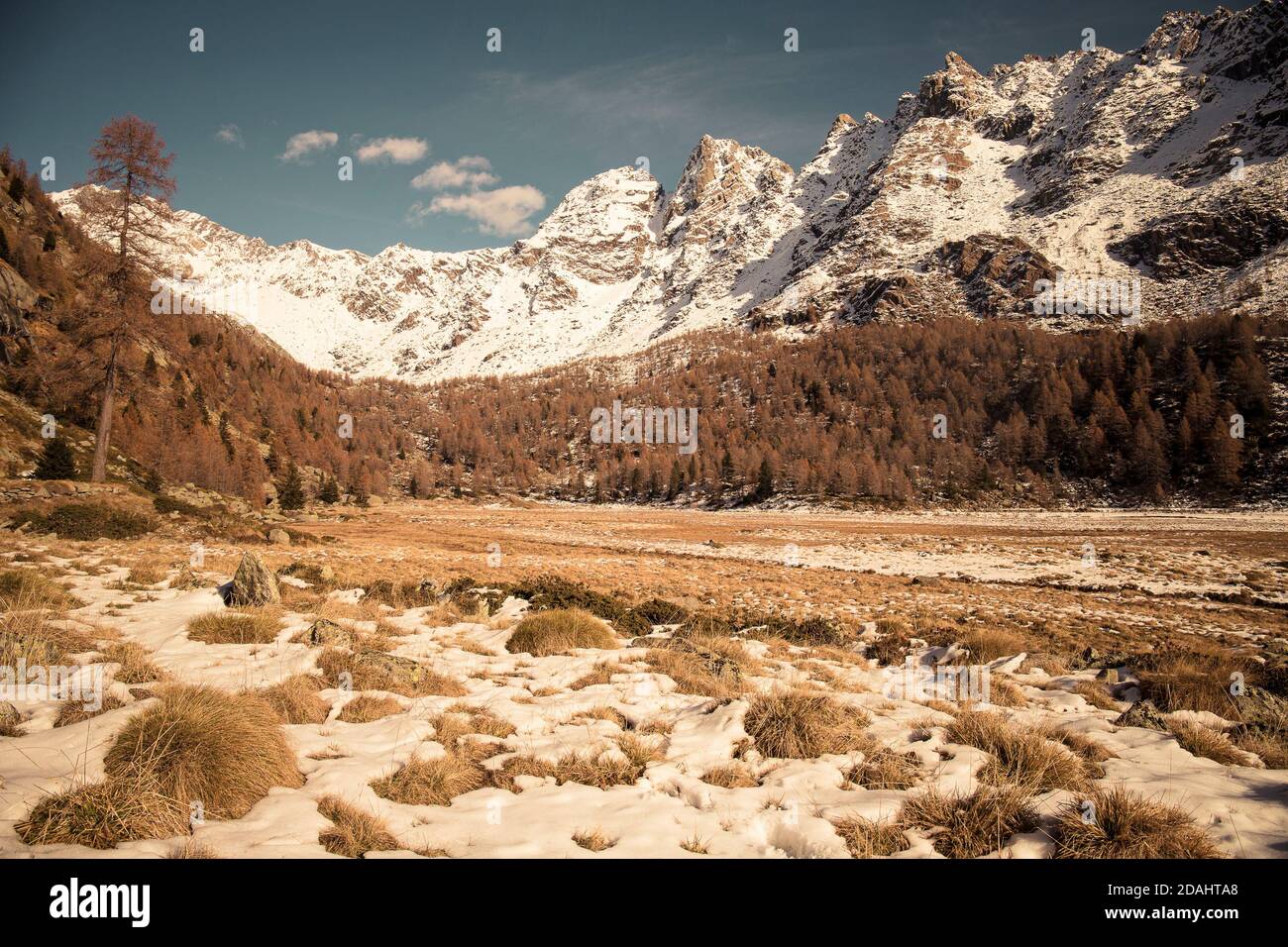 Vista sulla montagna dalla Val di Preda Rossa a fine autunno, con neve e pini d'arancio in una giornata di sole. Val Masino, Lombardia, Italia. Foto Stock
