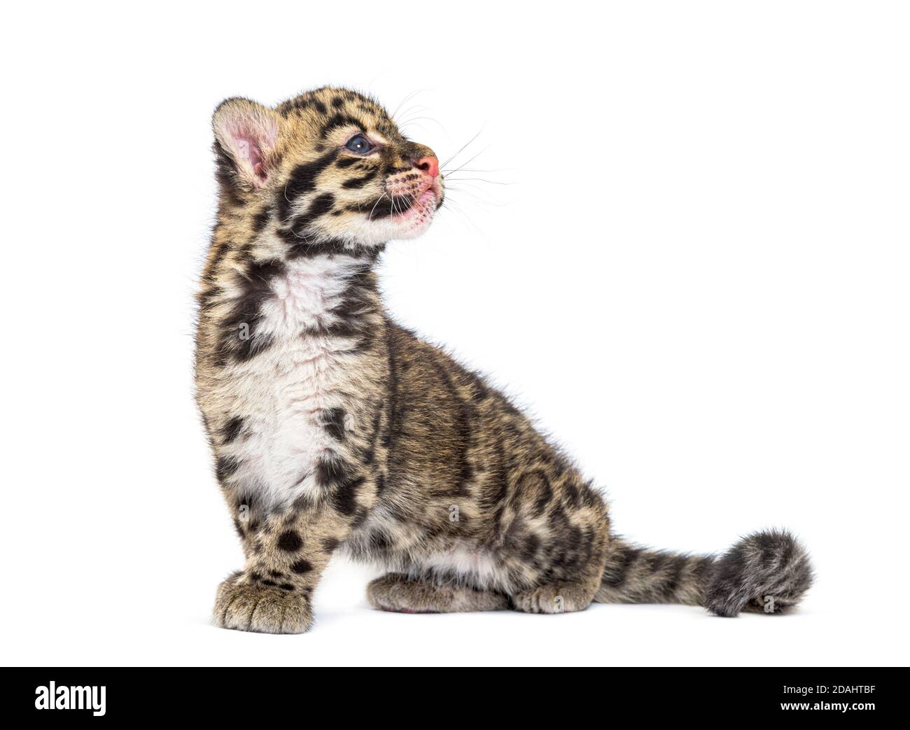 Cub leopardo nuvoloso, di due mesi, Neofelis nebucosa, isolato su bianco Foto Stock