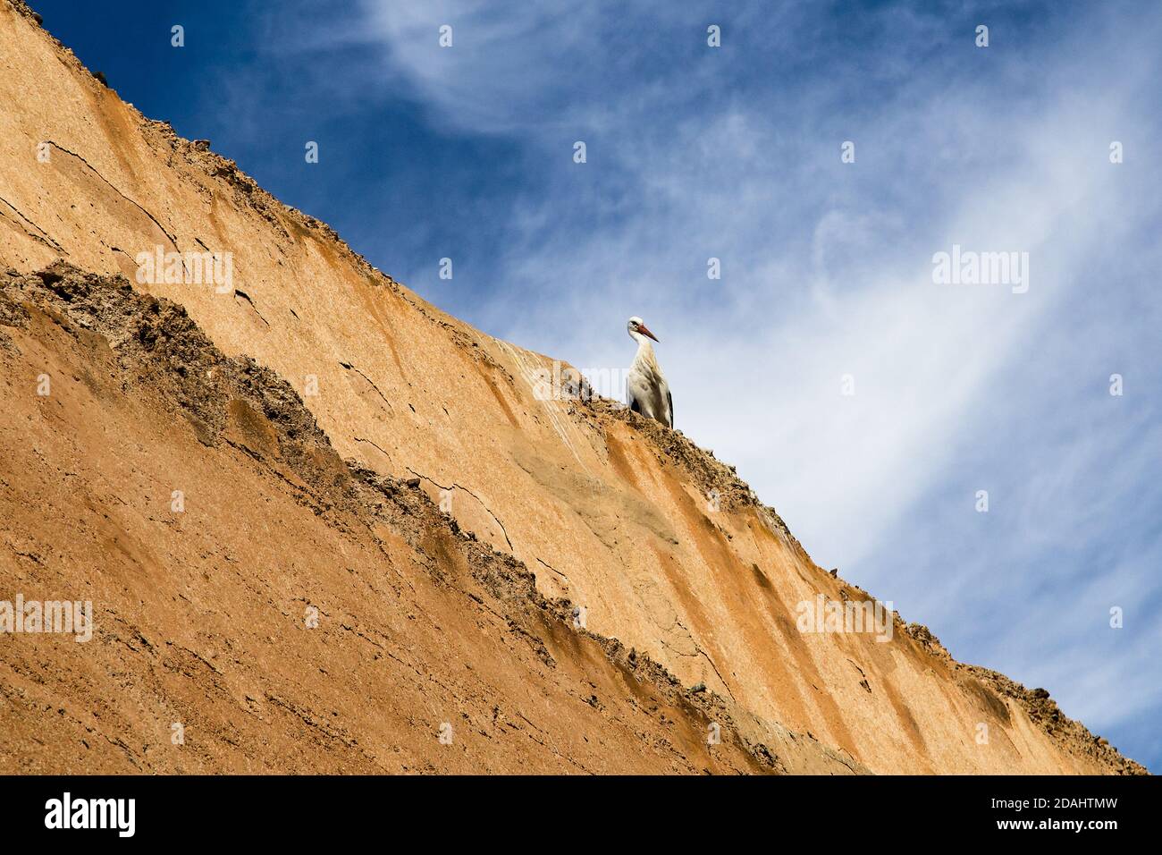 Uccello cicogna bianco nel loro nido sulla cima di una torre del Palazzo El Badi, Marrakech, Marocco, Africa Foto Stock