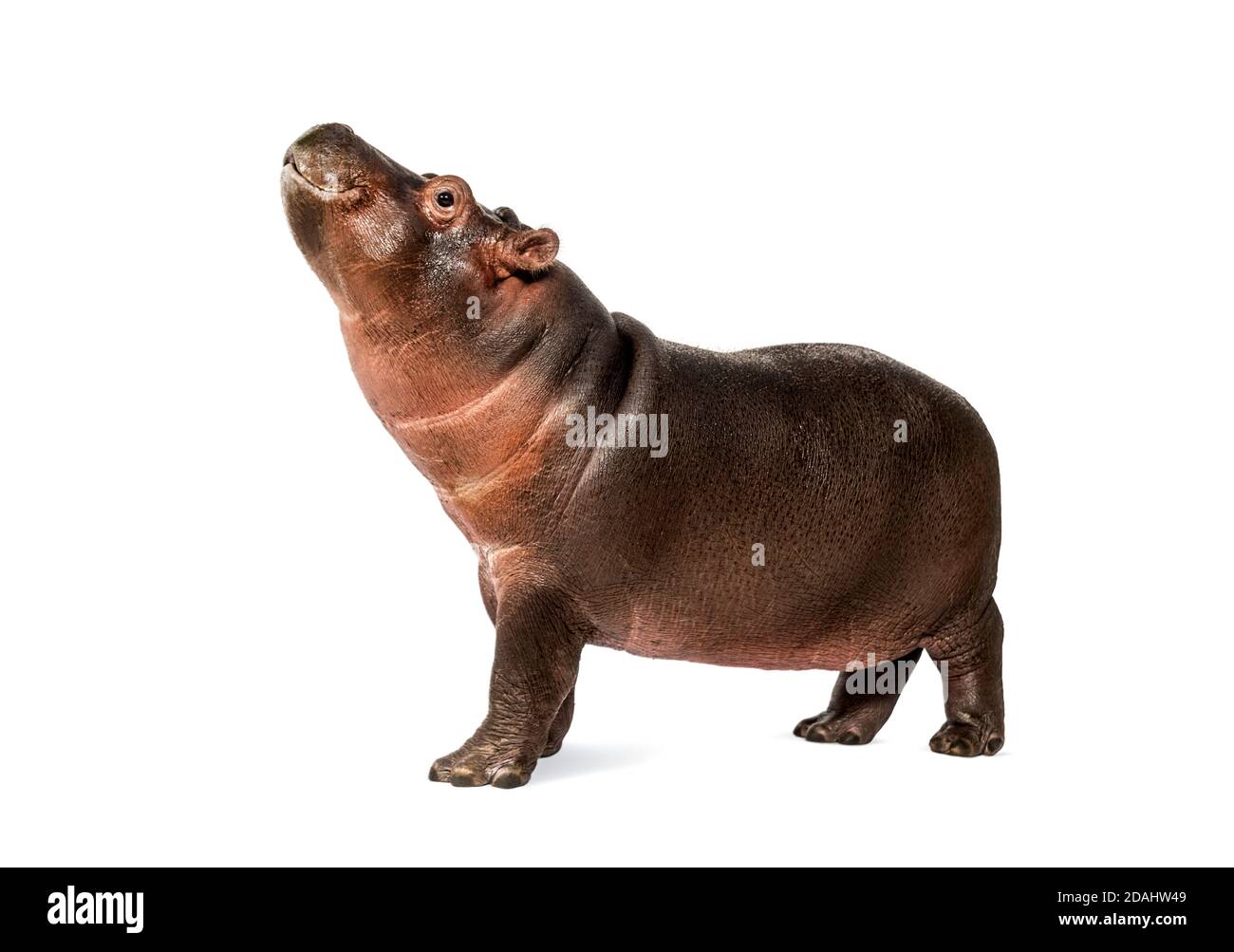 Hippopotamus anfibio, isolato, di 3 mesi Foto Stock