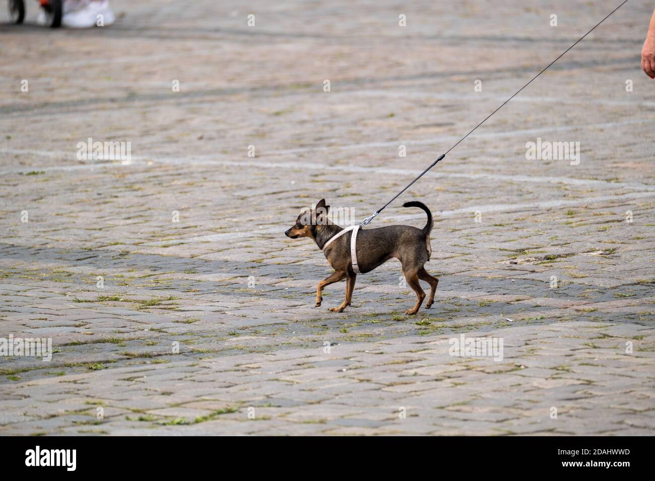 Piccolo cane che cammina al guinzaglio Foto Stock