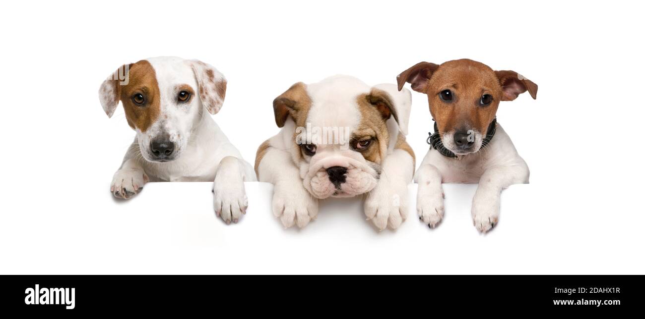 Gruppo di cani, animali domestici, appoggiati su una lavagna bianca vuota Foto Stock