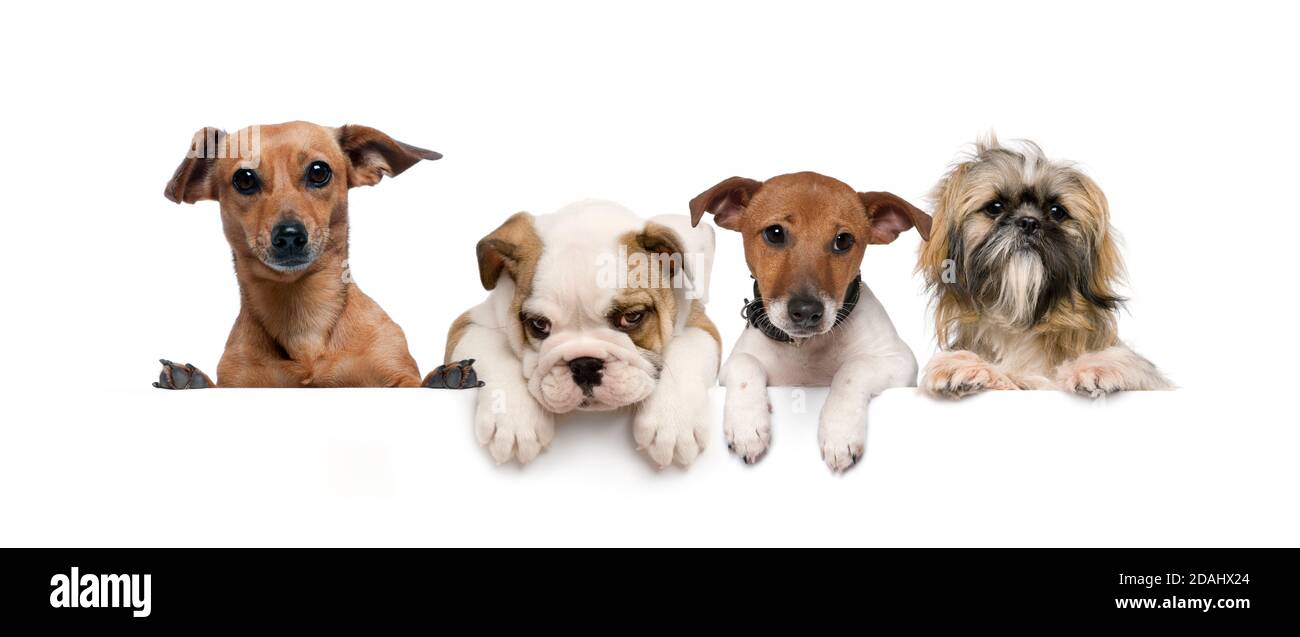Gruppo di cani, animali domestici, appoggiati su una lavagna bianca vuota Foto Stock