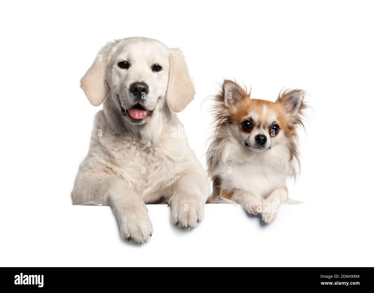 Gruppo di cani, animali domestici, appoggiati su una lavagna bianca vuota Foto Stock