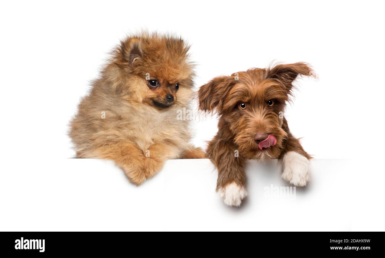 Gruppo di cani, animali domestici, appoggiati su una lavagna bianca vuota Foto Stock