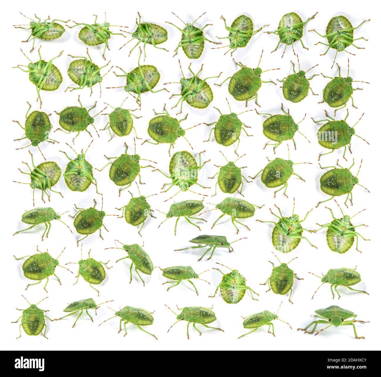 Ultima fase ninfa di un bug Green Shield, insetto Foto Stock