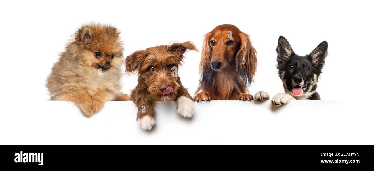 Gruppo di cani, animali domestici, appoggiati su una lavagna bianca vuota Foto Stock