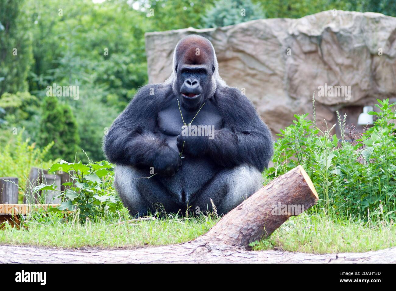 maschio nero gorilla grande seduta sull'erba Foto Stock