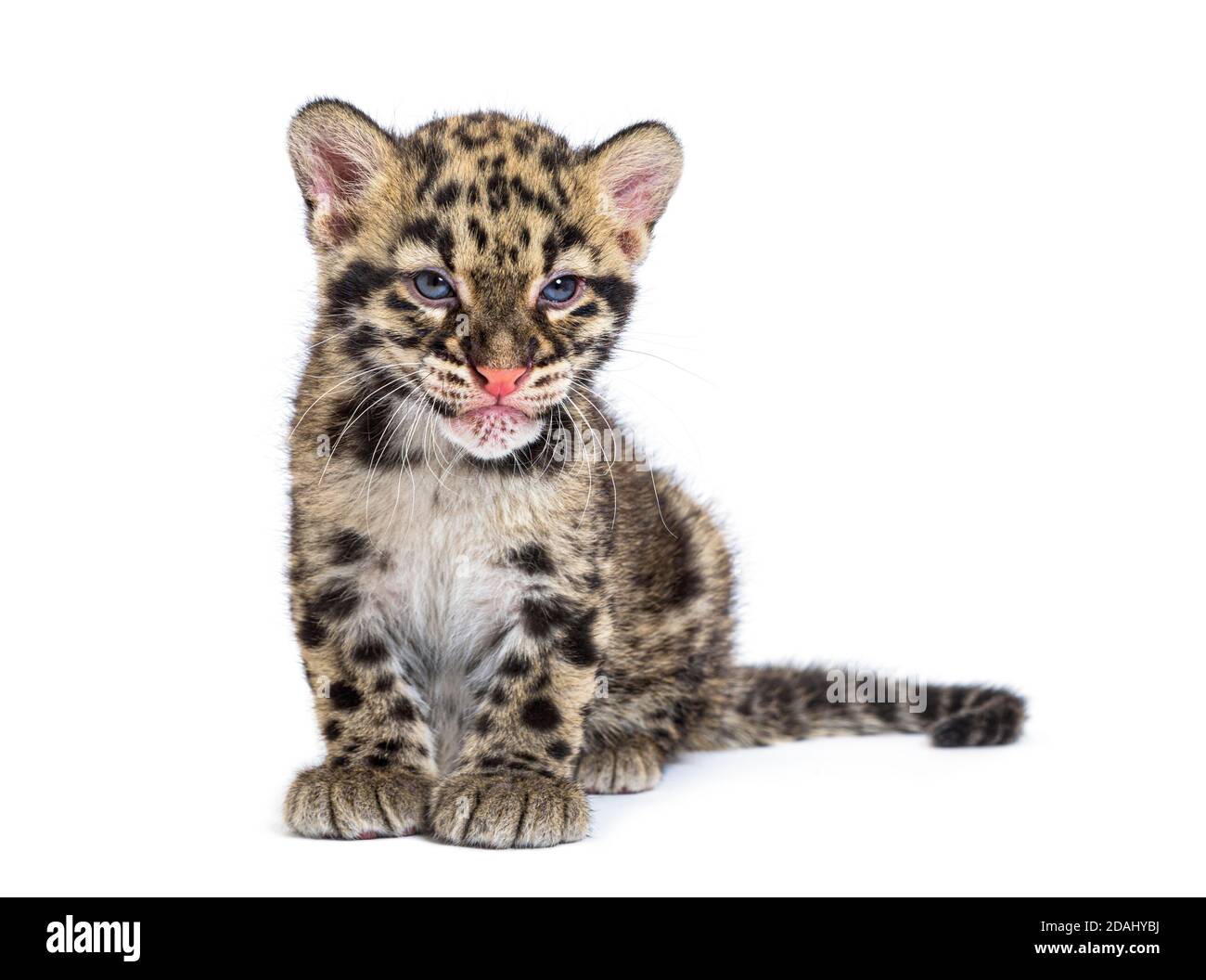 Cub leopardo nuvoloso, di due mesi, Neofelis nebucosa, isolato su bianco Foto Stock