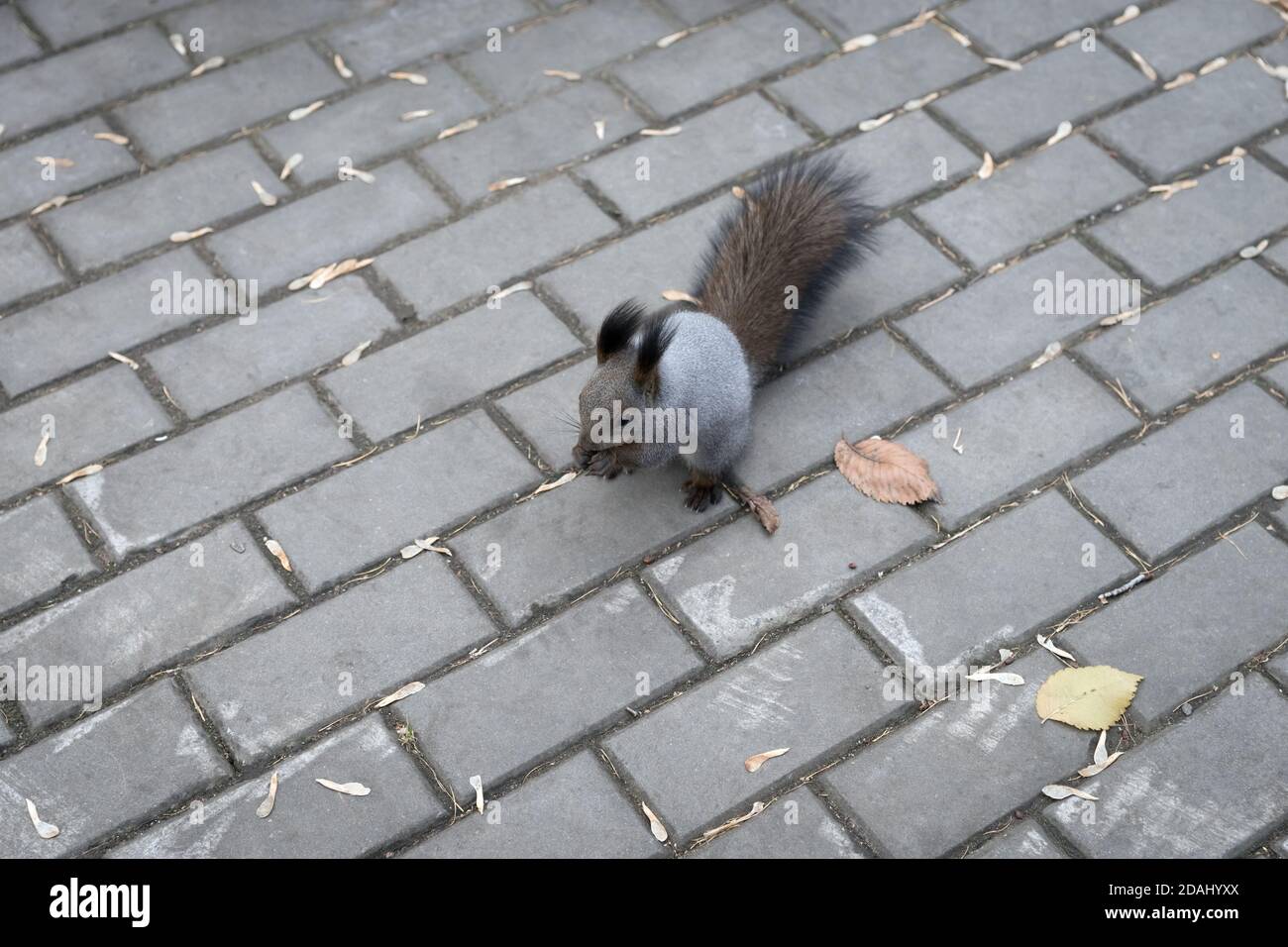 Un morbido scoiattolo grigio si siede e gnaws noci sul marciapiede in autunno. Foto Stock