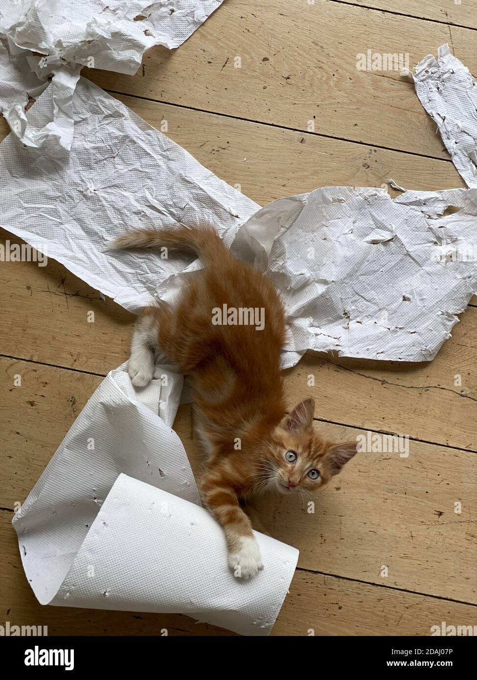 Vista dall'alto di un Ginger Kitten, gatto di razza mista, che gioca con carta bianca morbida Foto Stock