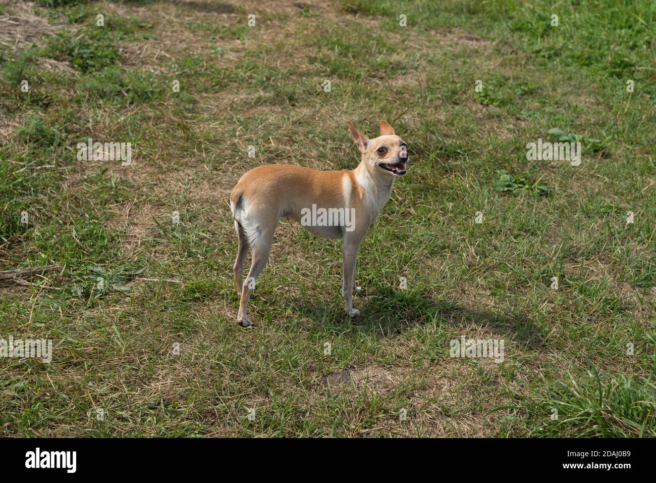 Un piccolo cane rosso-e-bianco che alimenta Chihuahua è in piedi in una radura verde in estate. Foto Stock