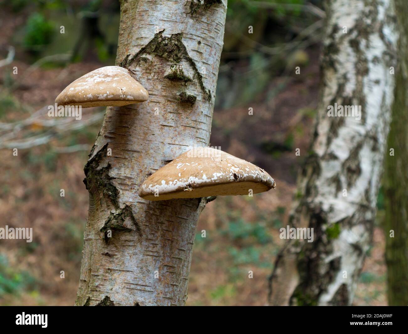 I funghi di mensola o di mensola che crescono su un ramo dell'albero questi sono anche conosciuti come conk e polypores. Foto Stock