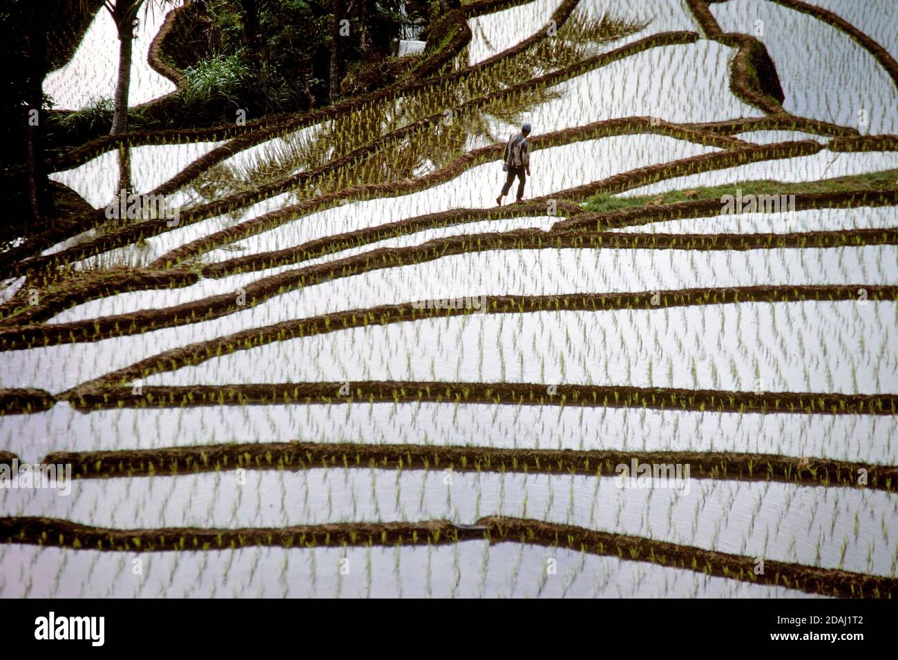 Campi di riso irrigati nelle colline dell'isola di Bali, Indonesia Foto Stock