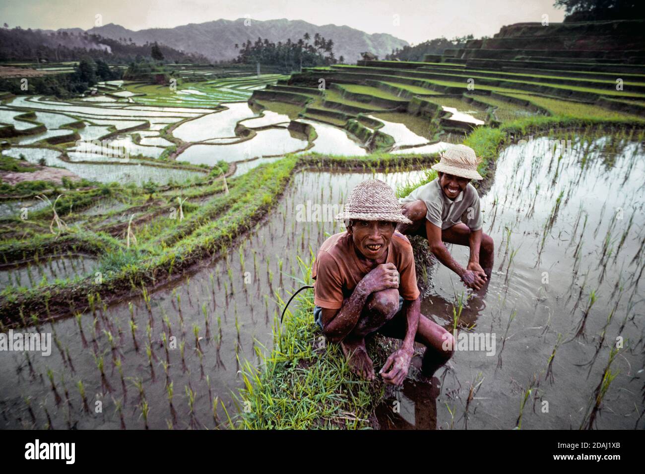 Lavoratori in campo di riso irrigato dell'isola di Bali, Indonesia Foto Stock