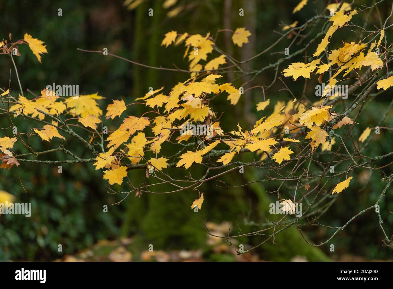 foglie autunnali che cadono dall'albero d'acero Foto Stock