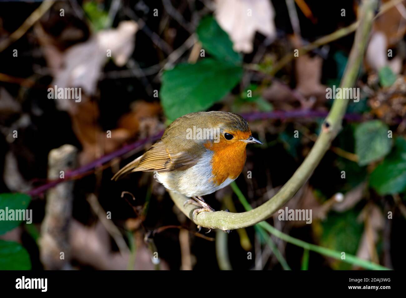 Un Robin (Erithacus rubustecula) arroccato in un hedgerow in autunno, Warwickshire, Regno Unito Foto Stock