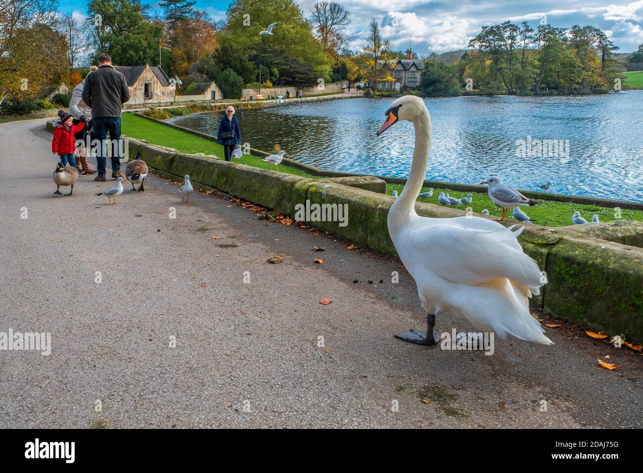 Gli uccelli seguono una famiglia che sta dando fuori il cibo. Foto Stock