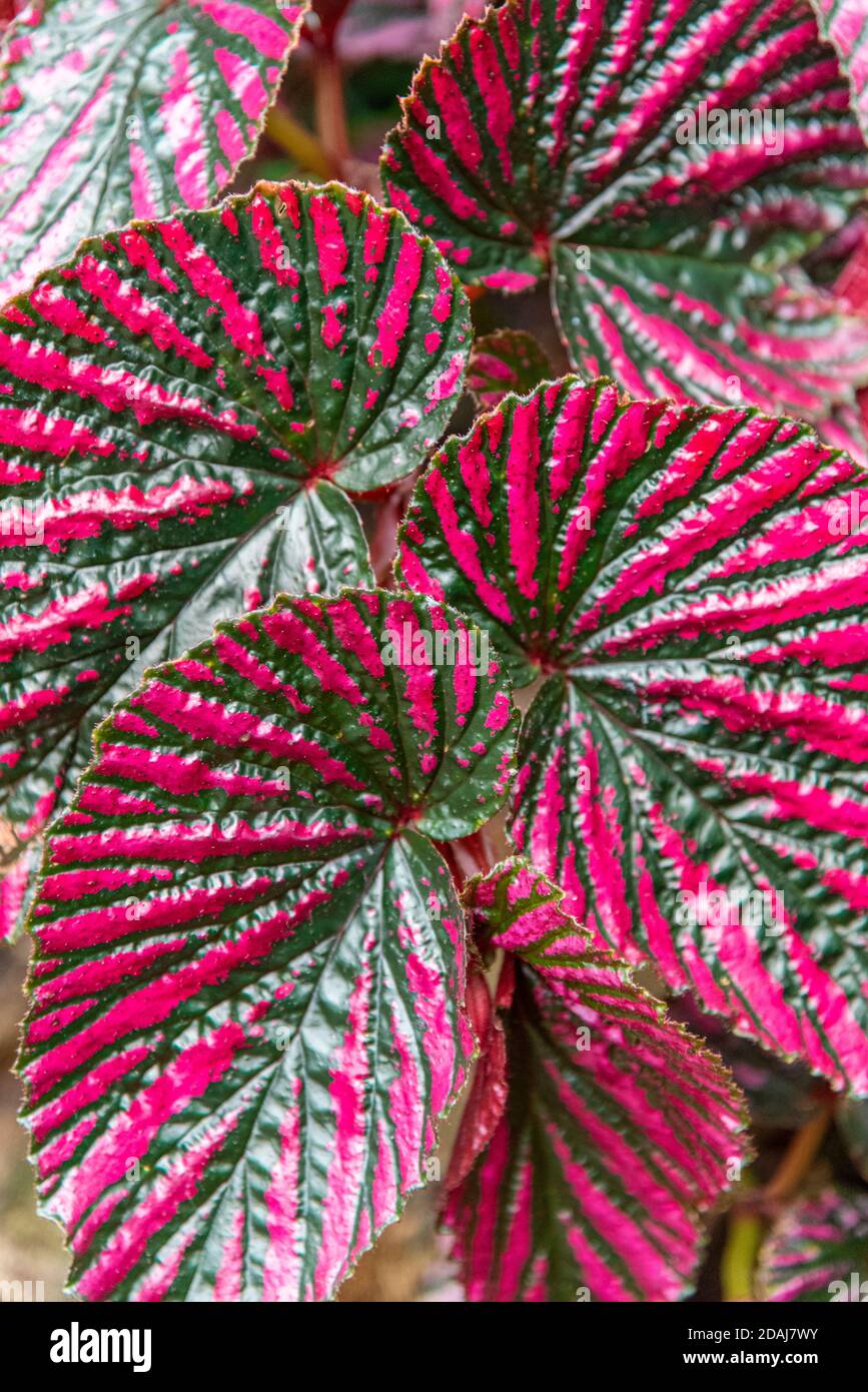 Foglie rosse e verdi di Begonia Brevirimosa, Begoniaceae Foto Stock