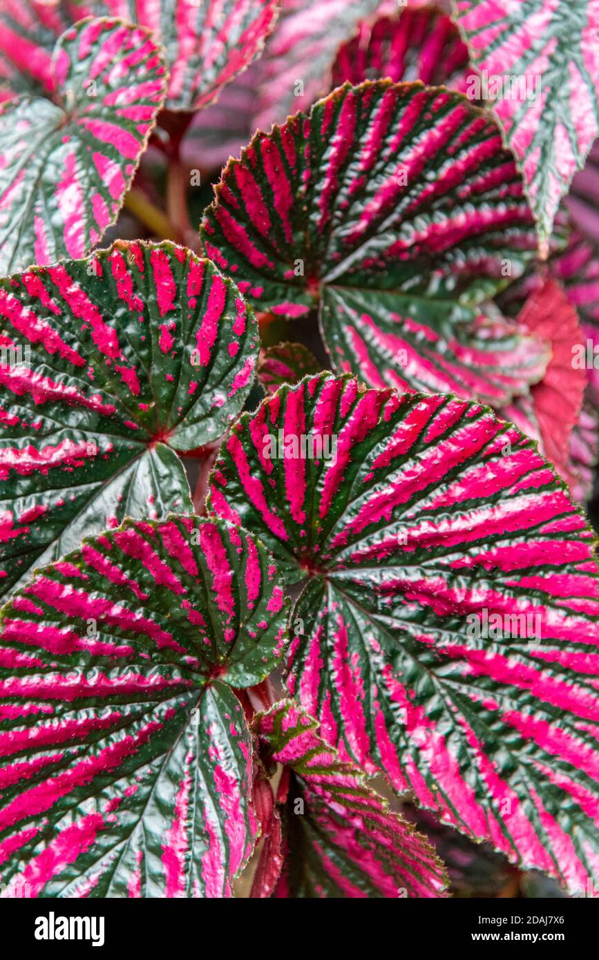 Foglie rosse e verdi di Begonia Brevirimosa, Begoniaceae Foto Stock