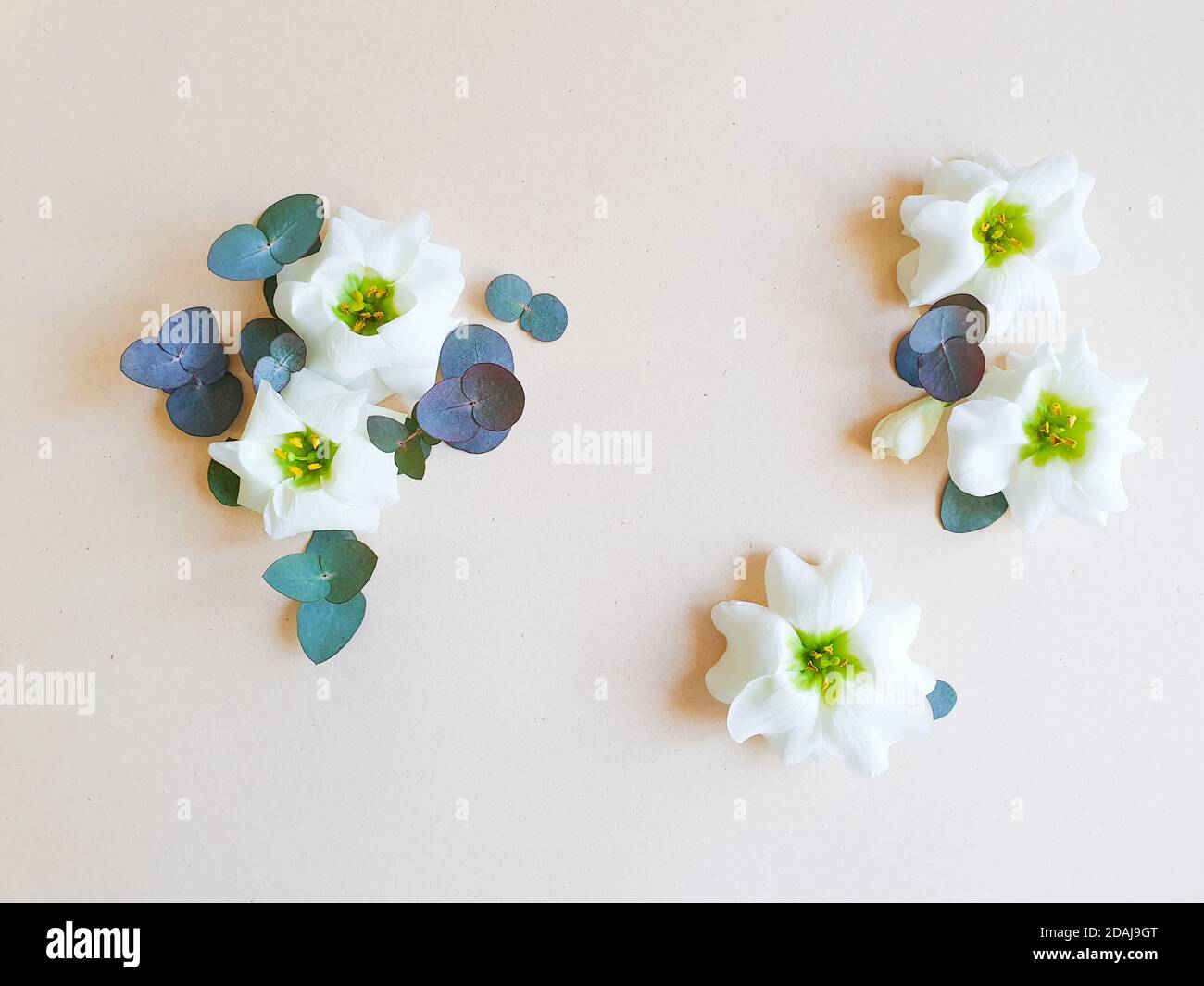 Fiori bianchi e foglie di eucalipto su sfondo avorio. Cornice floreale o bordo, spazio per la copia. Vista dall'alto, stile di vita. Foto Stock