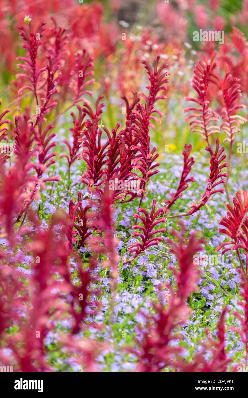 Rosso e verde Kangaroo Paw pianta e fiore, manglesii, Haemodoraceae Foto Stock